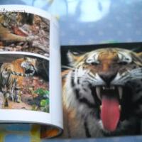 Track A Tiger圖片照片_Track A Tiger