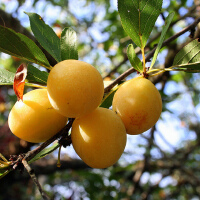 Plum圖片照片_Plum