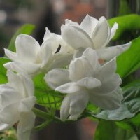 六月茉莉圖片照片_六月茉莉
