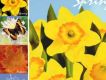 Spring 春