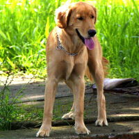 Labrador圖片照片_Labrador