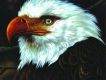Hawk Is Howling (Jap
