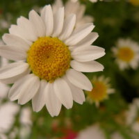 花開似水 人淡如菊圖片照片_花開似水 人淡如菊