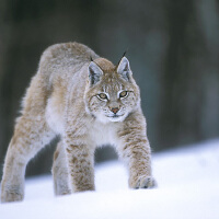 lynx圖片照片_lynx