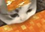 neko！專輯_siickneko！最新專輯