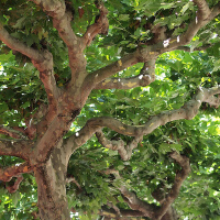 Trees圖片照片_Trees