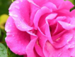 出走的紅薔薇歌曲歌詞大全_出走的紅薔薇最新歌曲歌詞