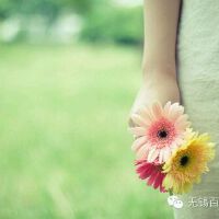 花開似水 人淡如菊圖片照片_花開似水 人淡如菊
