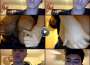 La Mas Completa Coleccion專輯_Los BukisLa Mas Completa Coleccion最新專輯