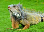 Iguana