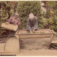 The Tealeaves圖片照片_The Tealeaves