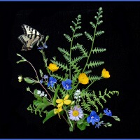 Ferns圖片照片_Ferns