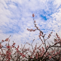 笑傲雲天圖片照片_笑傲雲天