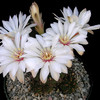 In Flower圖片照片