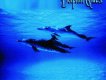 Dolphin Quest