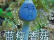 藍瘦香菇歌詞_丘梓欣藍瘦香菇歌詞