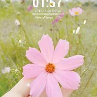활짝 핀 코스모스個人資料介紹_個人檔案(生日/星座/歌曲/專輯/MV作品)