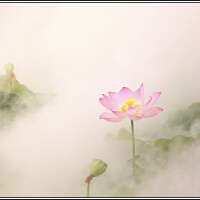 霧裡看花圖片照片_霧裡看花