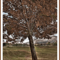 Arbol圖片照片_Arbol