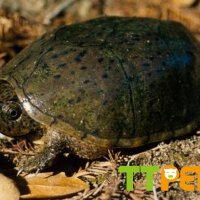 Loggerhead圖片照片_Loggerhead