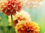 Summer Chillout Lounge專輯_The Funky LowlivesSummer Chillout Lounge最新專輯