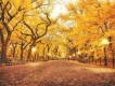 紐約的秋天圖片照片