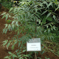 Nimba圖片照片_Nimba