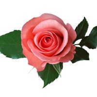 花圖片照片_花