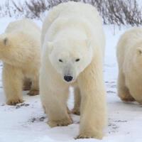 Bearcubs圖片照片_照片寫真