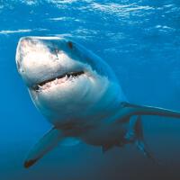 Sharks圖片照片_Sharks