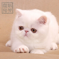 lovely圖片照片_lovely