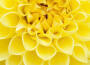Yello最新歌曲_最熱專輯MV_圖片照片