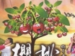 沈春陽歌曲歌詞大全_沈春陽最新歌曲歌詞