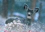 Christmas in the Country專輯_Dan Gibson's SolChristmas in the Country最新專輯