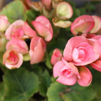 花花圖片照片_花花