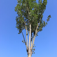 楊樹圖片照片_楊樹