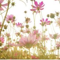 Lomoぎ圖片照片_Lomoぎ