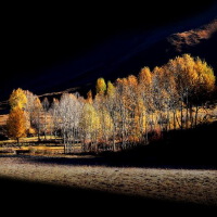 Autumn Harp圖片照片_Autumn Harp