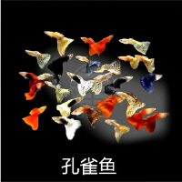 魚小墨圖片照片_照片寫真