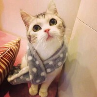 貓圖片照片_貓