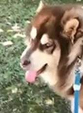 萌次元最新一期線上看_全集完整版高清線上看_好看的綜藝