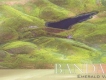 翡翠谷 Emerald Valley專輯_班得瑞翡翠谷 Emerald Valley最新專輯