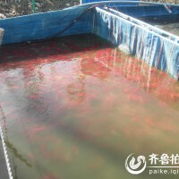 洪青圖片照片_洪青
