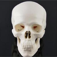 White Skull圖片照片_White Skull