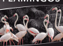 The Flamingos最新歌曲_最熱專輯MV_圖片照片