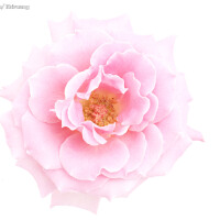 花圖片照片_花