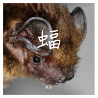 蝠