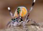 Maratus