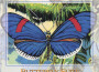 Peaceful Butterfly Suite專輯_Louise EldridgePeaceful Butterfly Suite最新專輯