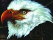 The Hawk Is Howling